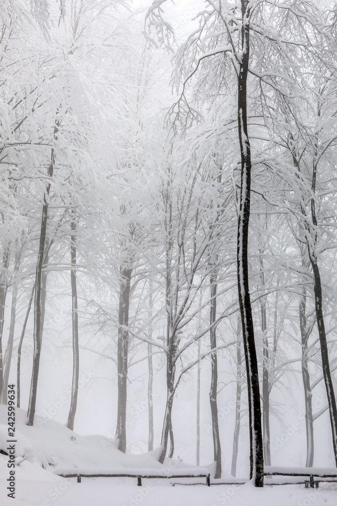 Fototapeta premium winter forest landscape with snow