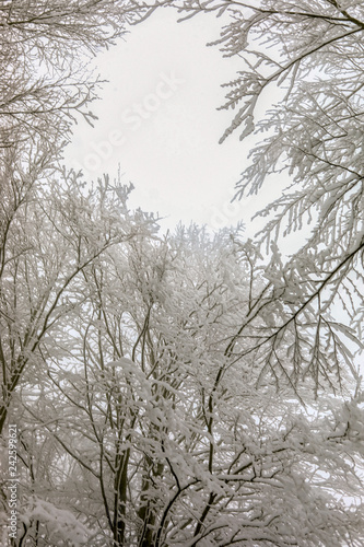 winter forest landscape with snow © sercansamanci