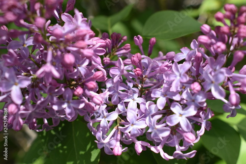 Stop To Smell the Lilacs