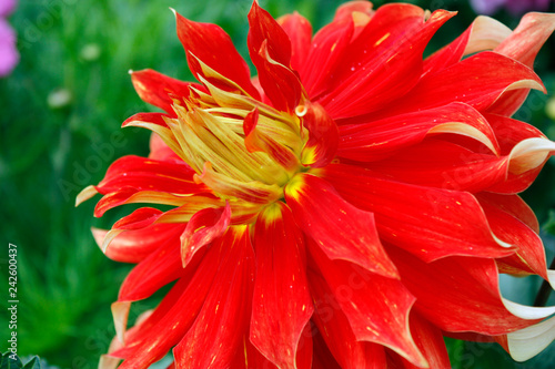 bright orange red flower close up