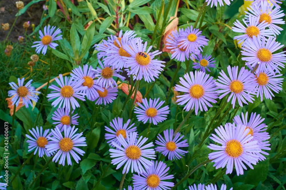 background of medov daisies background of medov daisies