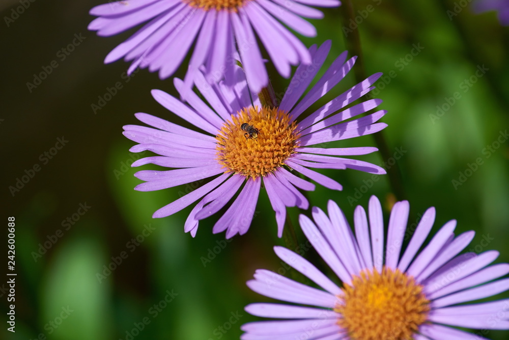 Obraz premium bee on field daisy