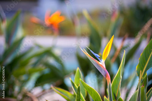 The exotic blossomed strelitzia Flower, bird of paradise