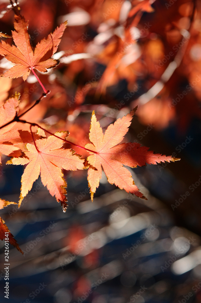 紅葉したモミジ 紅葉したモミジ