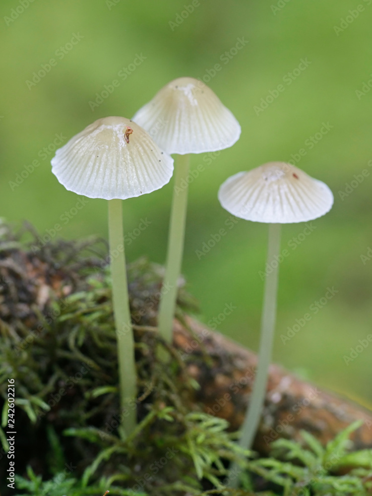 Yellowleg bonnet, Mycena epipterigya Yellowleg bonnet, Mycena epipterigya