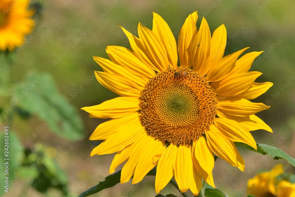 Bright colorful yellow sunflower. Shallow depth of field. Bright colorful yellow sunflower. Shallow depth of field.