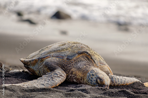 A green turtle laying down on a black sand beach