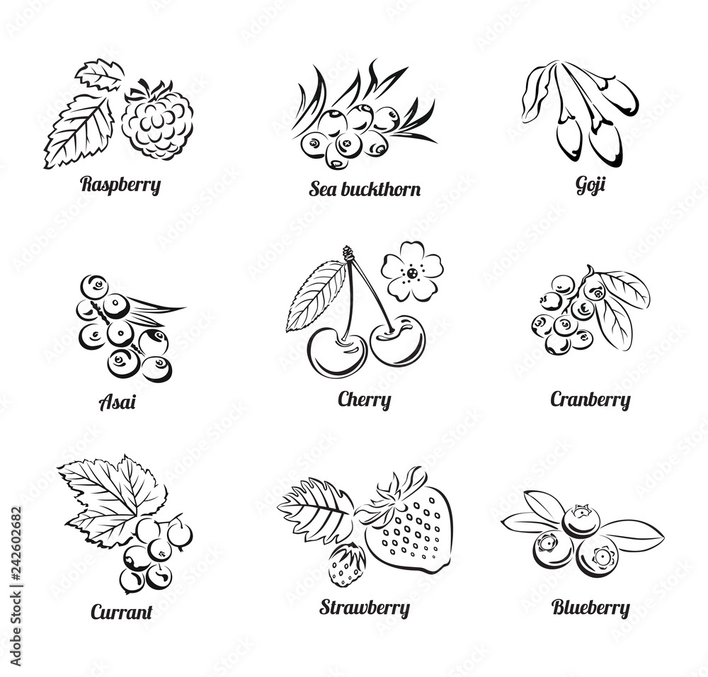 Obraz premium Set of vector berries isolated on white background. Сollection of simple black and white illustrations. Cherry, blueberry, raspberry, strawberry, cranberry, sea buckthorn, currant, acai, goji.