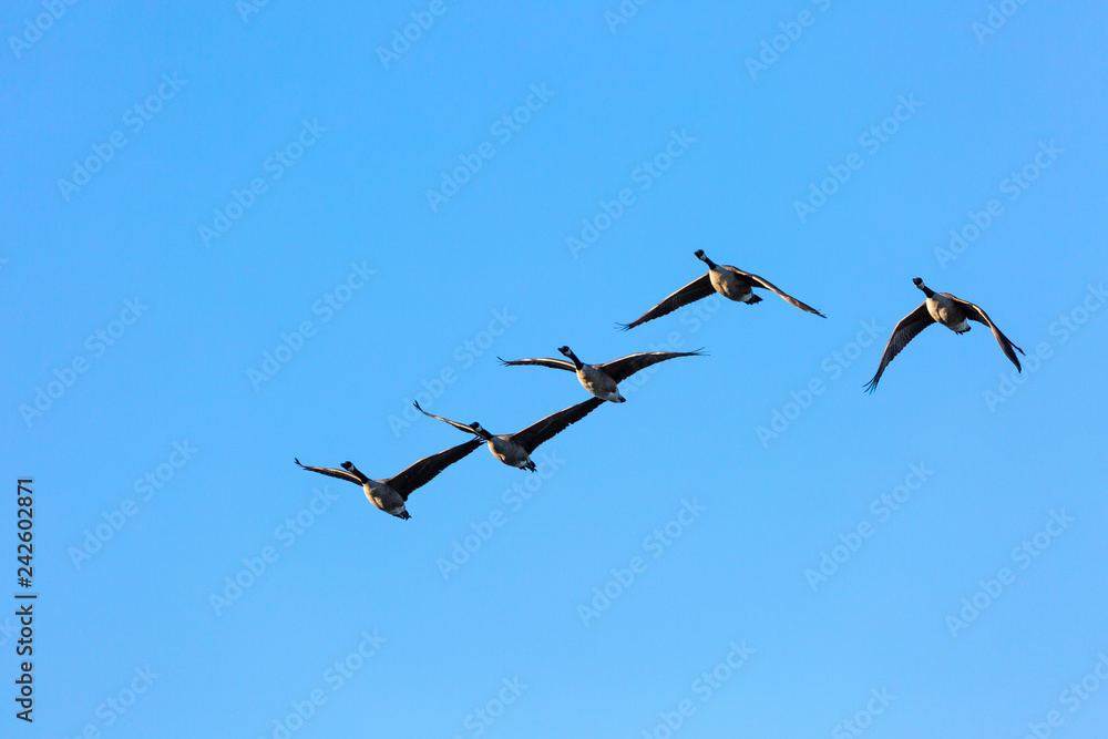 Canadian goose in fly