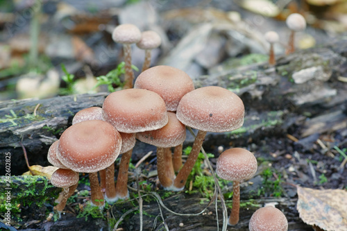 Tubaria confragosa, ringed twiglet mushroom, wild mushroom from Finland