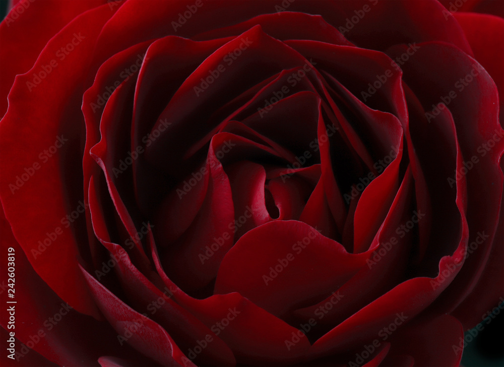 Obraz premium Ciemnoczerwona róża z bliska. tło