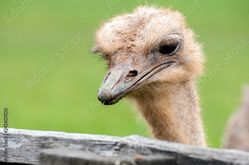 cebras avestruz corren mucho come y pica y muerden saltan rayas plumas