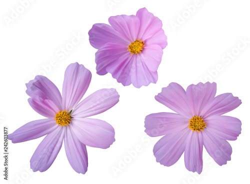 Pink Sulfur Cosmos Flower isolated on white background with clipping path. © Pannarai