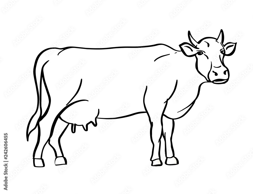Sketch of cow drawn by hand. Livestock. Cattle. Animal grazing. Vector illustration.