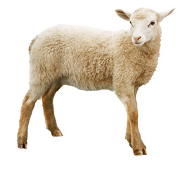 Sheep isolated on white background