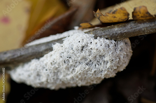 Dog sick slime mold or dog sick fungus, Mucilago crustacea
