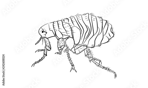 Flea vector illustration