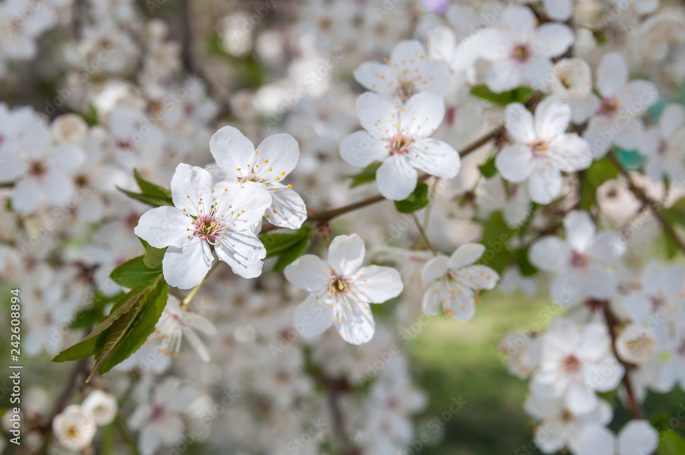 Blooming sakura