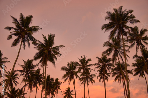 Palm trees silhouette on sunset tropical beach on Midigama, Sri-Lanka