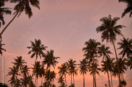 Palm trees silhouette on sunset tropical beach on Midigama, Sri-Lanka
