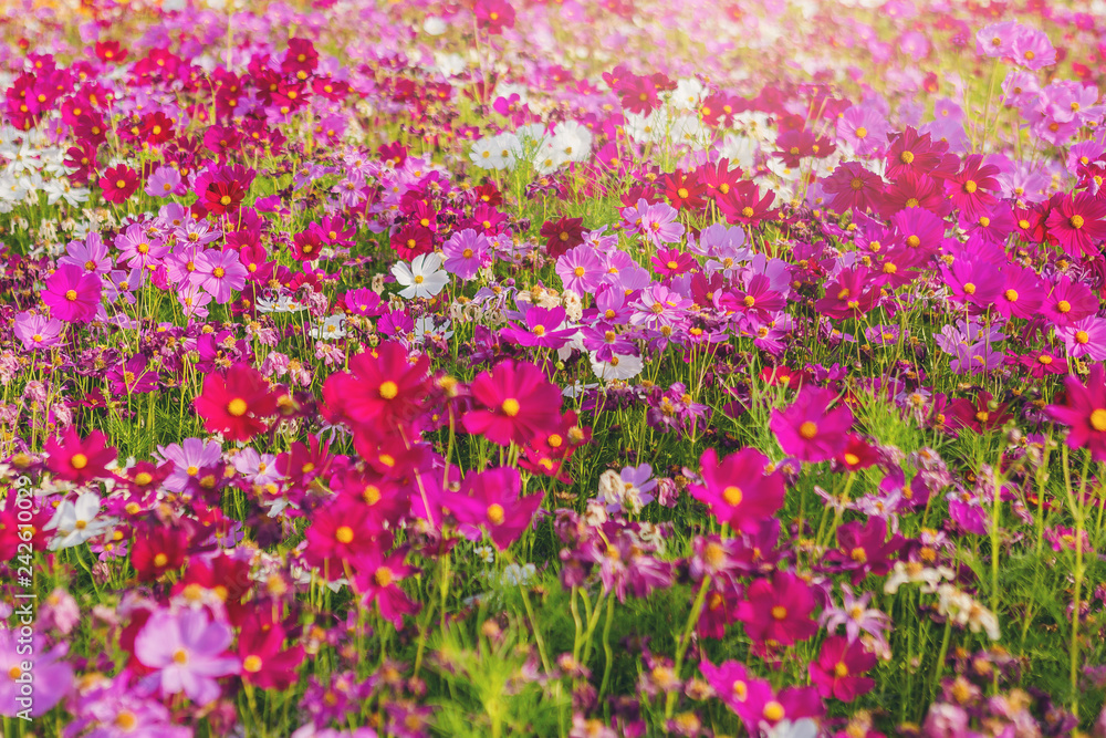 Wild cosmos flowers abstract background. White and pink flowers on green grass in garden Wild cosmos flowers abstract background. White and pink flowers on green grass in garden