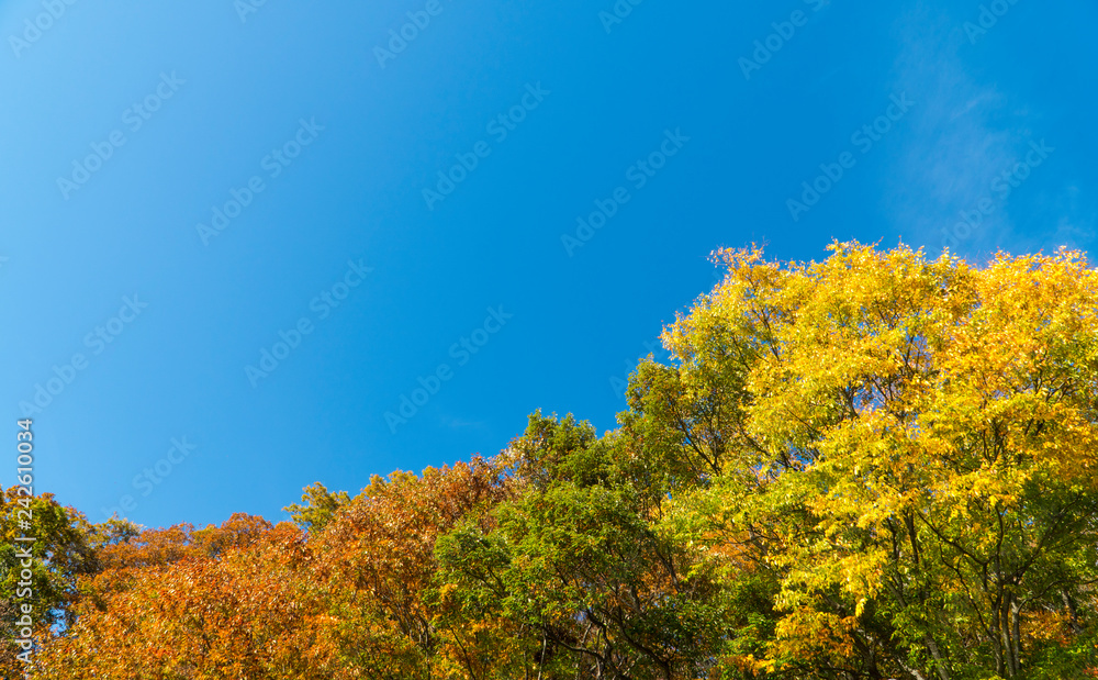 Tree leaves on the road in the countryside change the colors in autumn in November with the bright blue sky background and copy space.