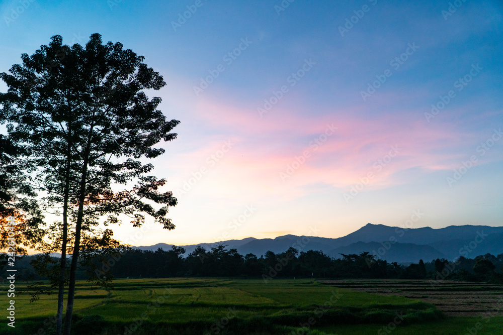 Natural scenery of the sunset with tree silhouette, green rice field, the mountain range and colorful light on the blue sky backgound in northern Thailand, Asia.
