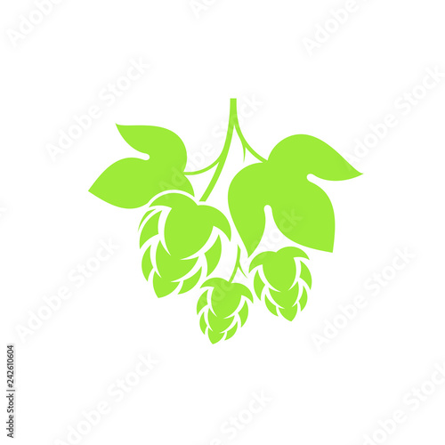 Hop. Isolated branch on white background