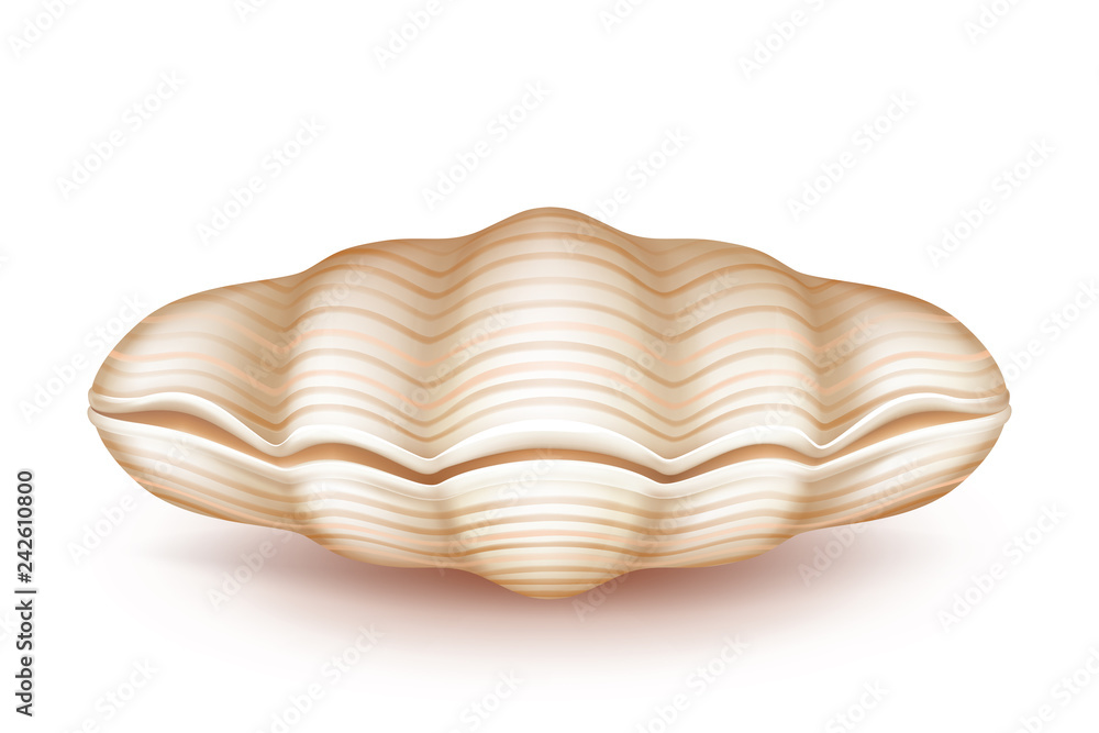 Sea mollusk closed, beige shell 3d realistic vector icon isolated on white background. Original soapbox, decorative case for jewelery of pearls, wedding ring box from natural materials illustration Sea mollusk closed, beige shell 3d realistic vector icon isolated on white background. Original soapbox, decorative case for jewelery of pearls, wedding ring box from natural materials illustration