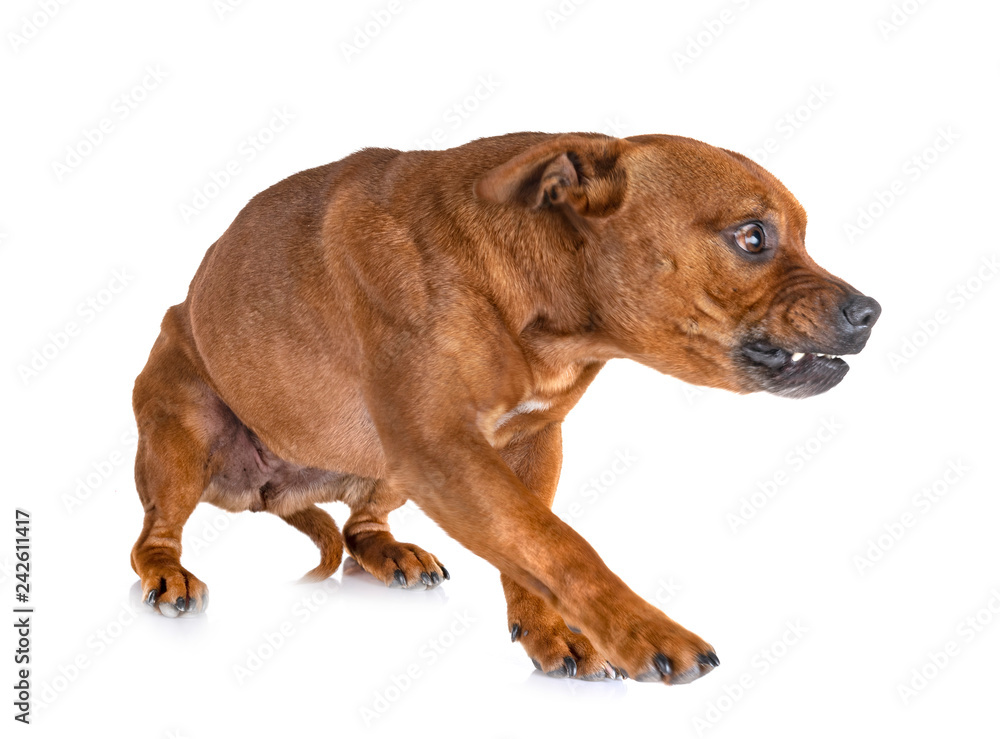 Obraz premium staffordshire bull terrier