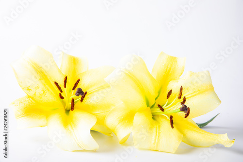 Fototapeta Naklejka Na Ścianę i Meble -  Yellow lily flower isolated on a white background.