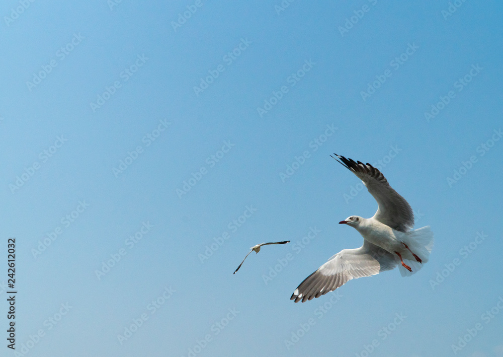 Seagulls are flying and soaring, looking for food while it is still day in the clear blue sky background and copy space. Seagulls are flying and soaring, looking for food while it is still day in the clear blue sky background and copy space.