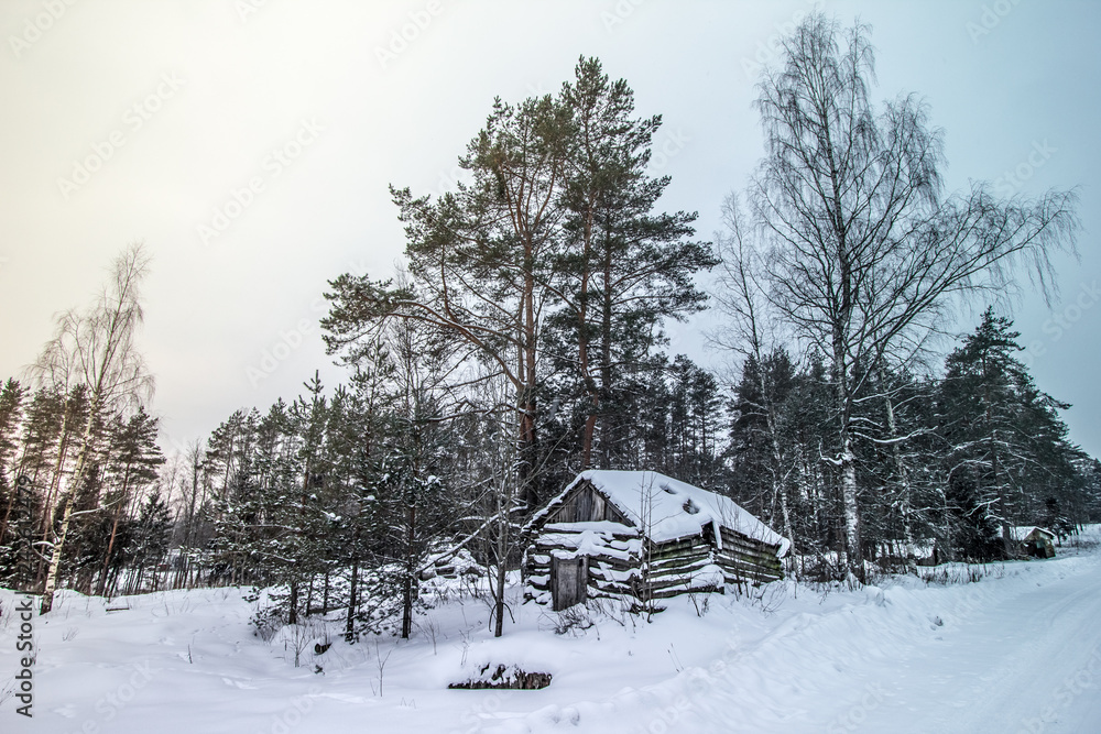 Beautiful snow covered tall trees and old wood house in a winter forest