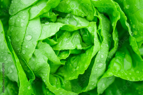 Closeup Fresh organic green leaves lettuce salad plant in hydroponics vegetables farm system photo