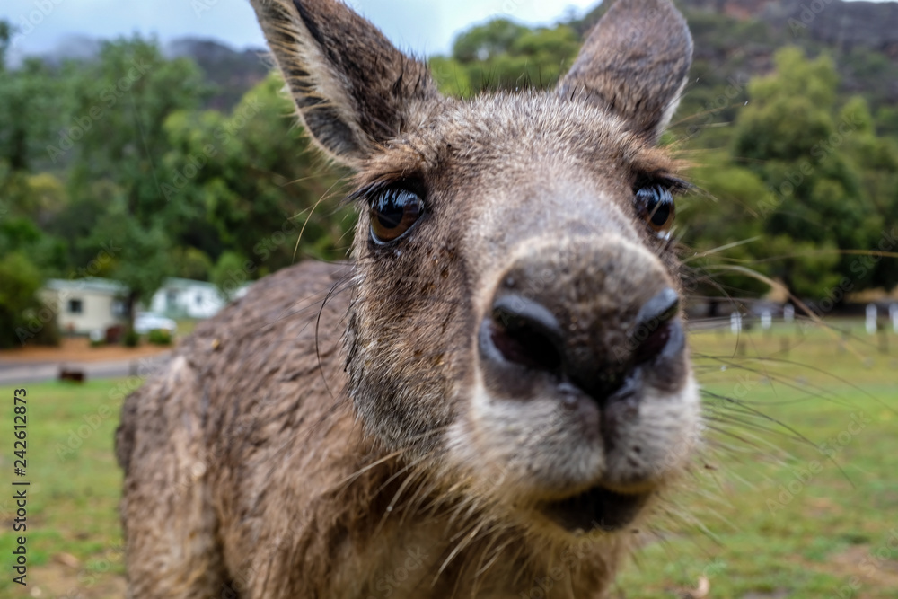 Känguru, Australien, 2019, Nahaufnahme