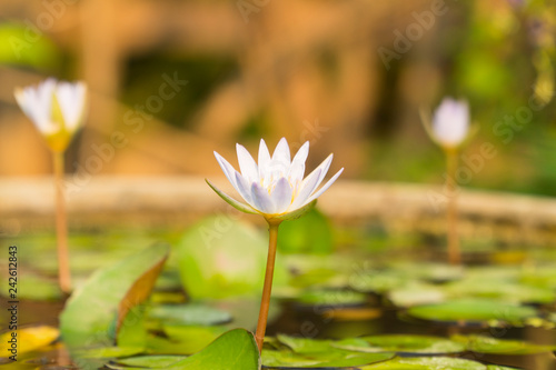 Lotus, white water lily flowers growing in the pond begin to close the petals together in the afternoon sunshine, blurred background and copy space.