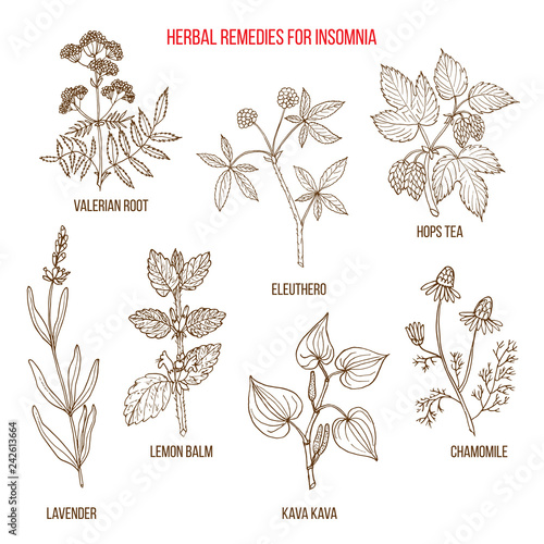 Best herbal remedies for insomnia