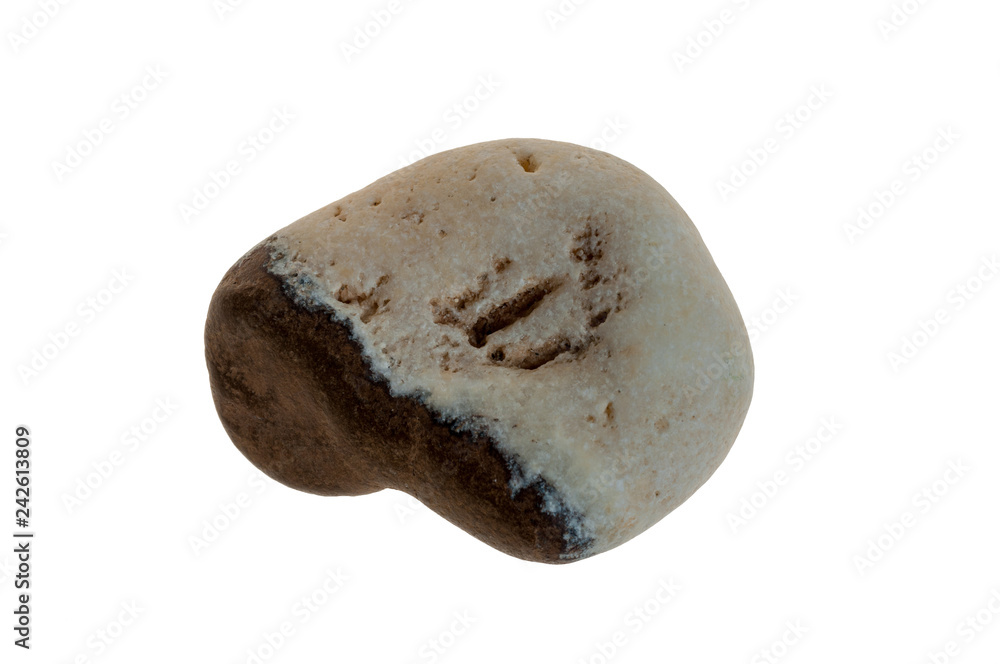 Single stone pebble isolated Single stone pebble isolated
