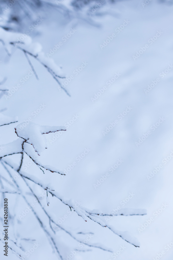 Close-up of snow covered branches against defocused snowy ground in the winter. Minimalistic photo, blue hue. Copy space. Close-up of snow covered branches against defocused snowy ground in the winter. Minimalistic photo, blue hue. Copy space.