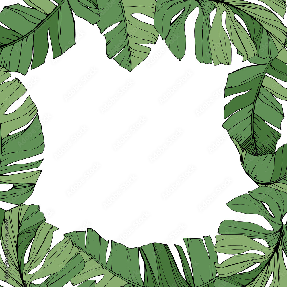Fototapeta premium Vector Green leaf plant botanical foliage. Engraved ink art. Palm beach tree leaves. Frame border ornament square.
