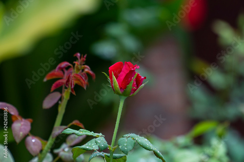 Red rose in the rain on selective focus with the chrystal drops of rain on its bright color petals, on the foliage and the new spring with background blurred and copy space.