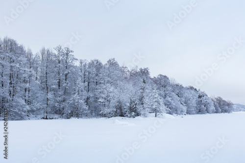 Beautiful view of snowy and frosty trees in a forest and snowy lake on a cloudy day in the winter in Tampere, Finland. A slight blue hue. © tuomaslehtinen