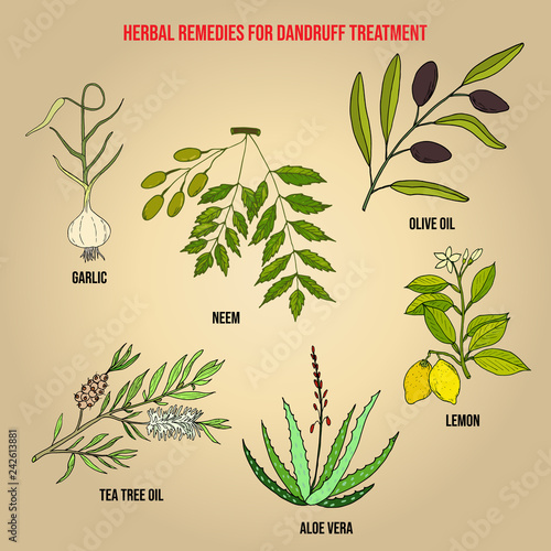 Best herbs for dandruff treatment
