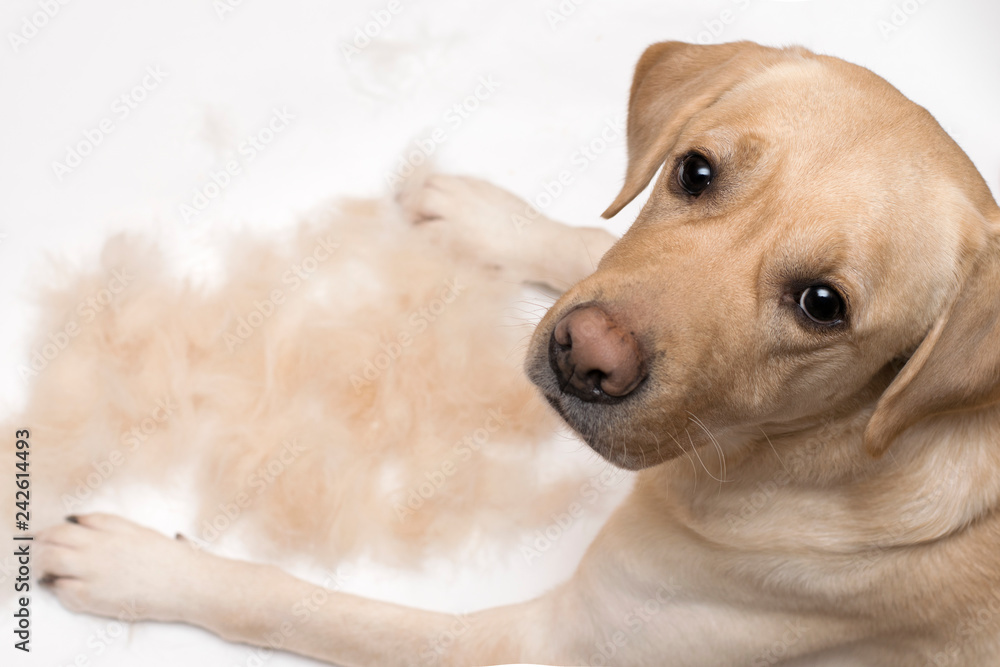 Concept of molting dogs. Labrador slurps in a pile of his wool, top