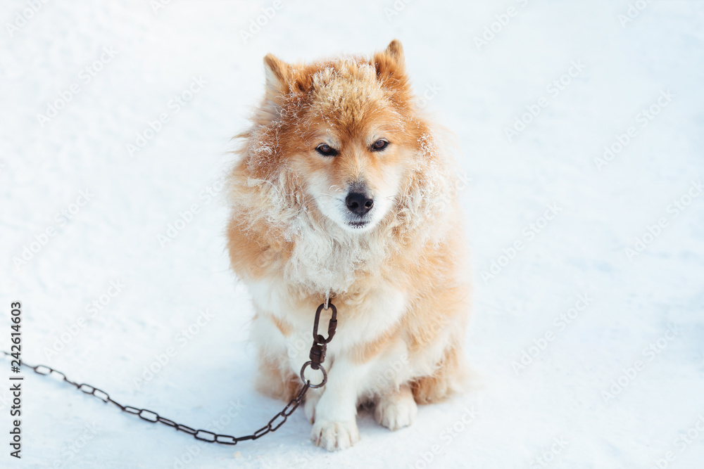 Fluffy red chained dog outdoors in winter on snow looking Fluffy red chained dog outdoors in winter on snow looking
