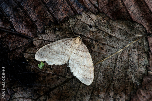 Winter moth, Operophtera brumata photo