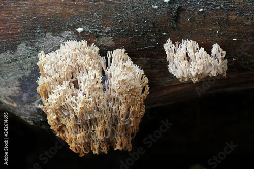 Artomyces pyxidatus, a coral fungus that is commonly called crown coral or crown-tipped coral fungus