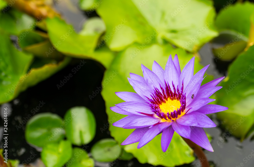 Lotus, purple waterlily flower on selective focus with background blurred; photograph taken at an aquatic plant in the pond during a rainy day in Thailand, Asia. Lotus, purple waterlily flower on selective focus with background blurred; photograph taken at an aquatic plant in the pond during a rainy day in Thailand, Asia.