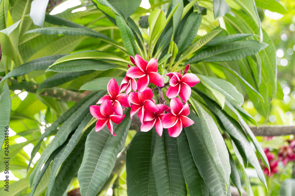 Plumeria tree and a beautiful, brightly pinkish red flowers bouquet blooming on top of the green branch with dense green leaves; background blurred and bokeh.