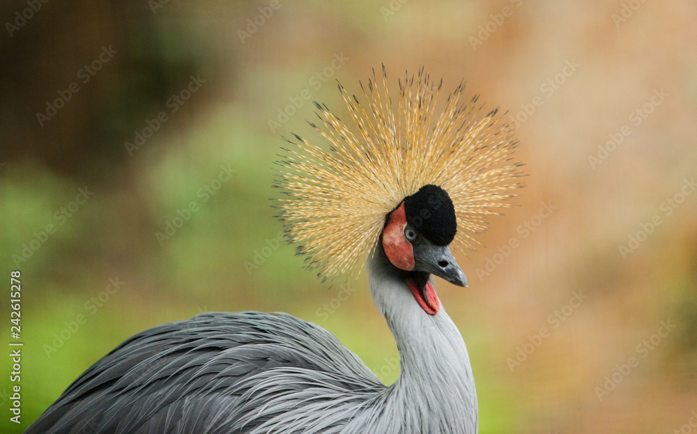 Fototapeta premium crowned crane